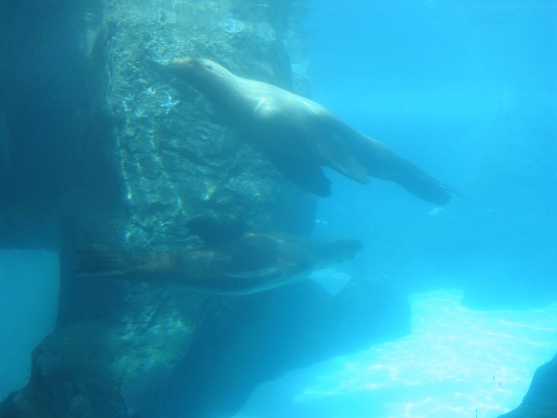Seals
