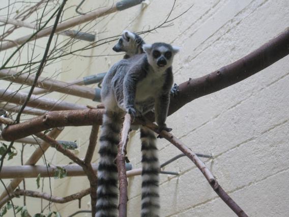Ring-tailed Lemurs