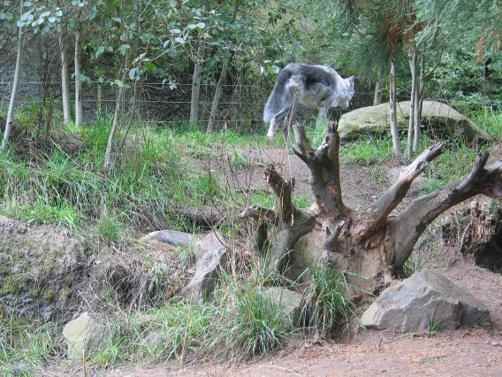 Wolf walking the fence line