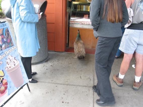 Peacock in line at the concession stand