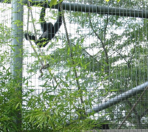 Outdoors, but still in a cage