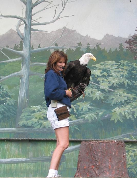 American Bald Eagle