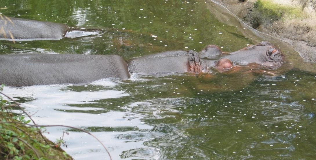 Hippos