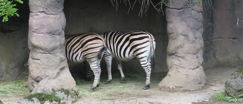 Zebras