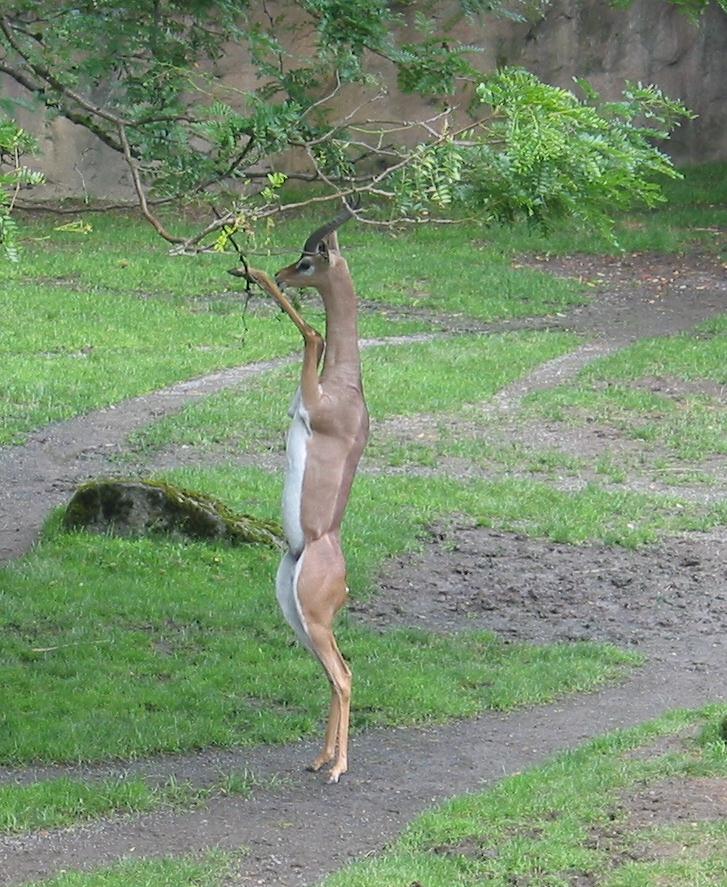 Standing up to eat