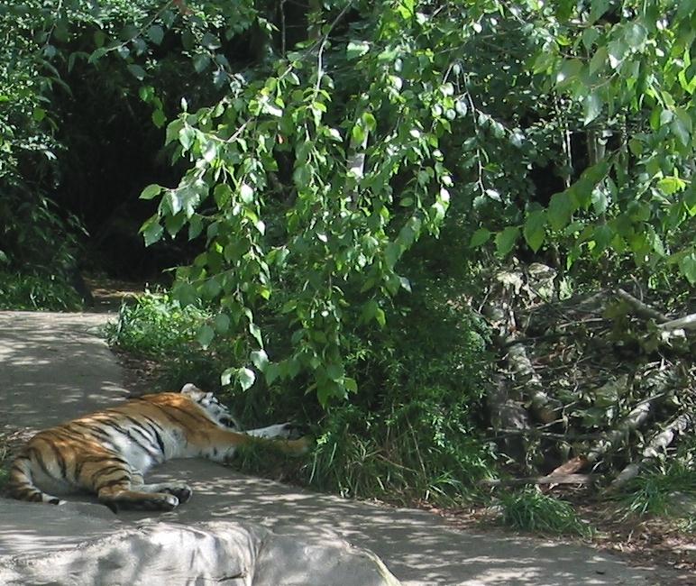 Tiger blocks the path