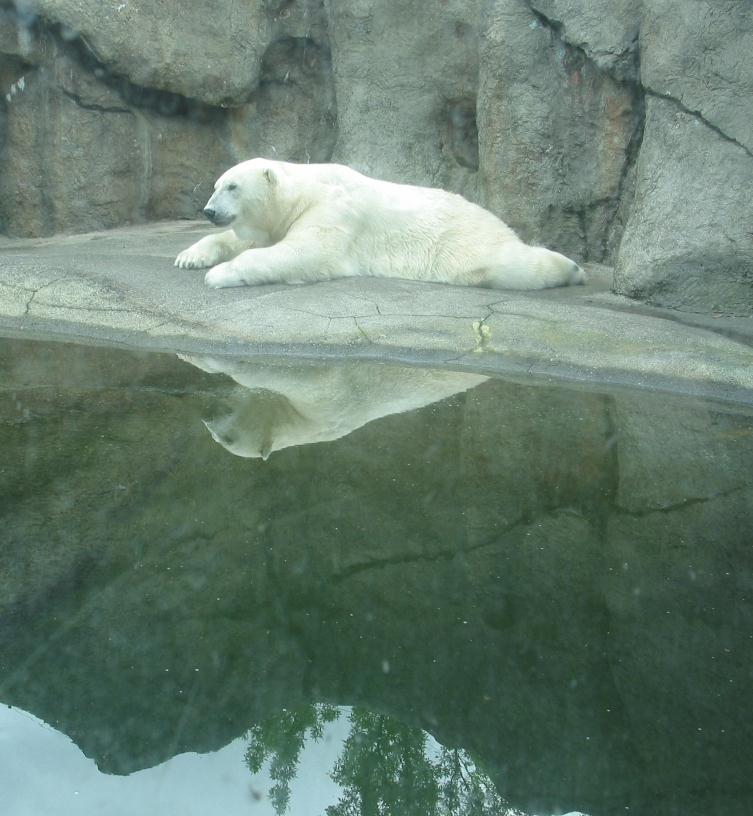 Polar Bear