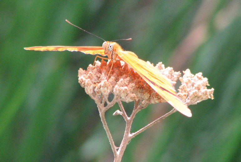 Photo of butterfly