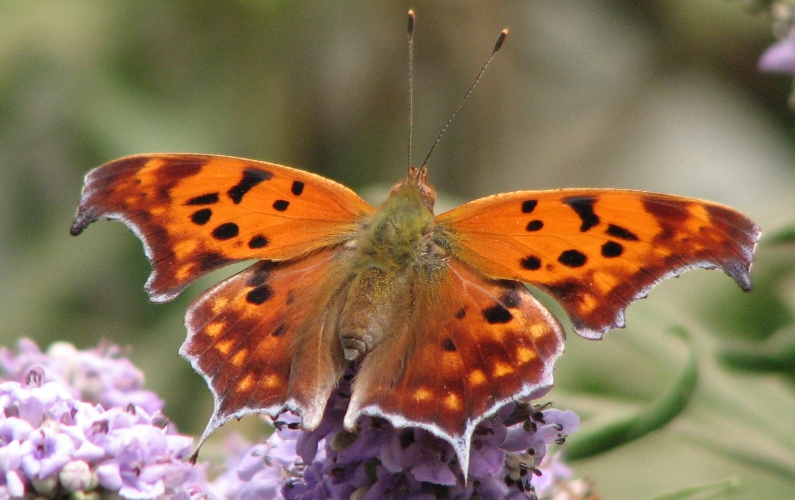 Beautiful Wings