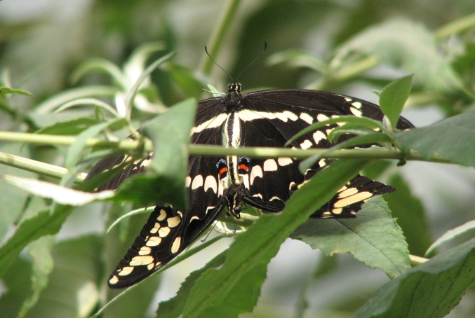 Photo of butterfly