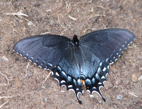 Photo of blue shinny butterfly