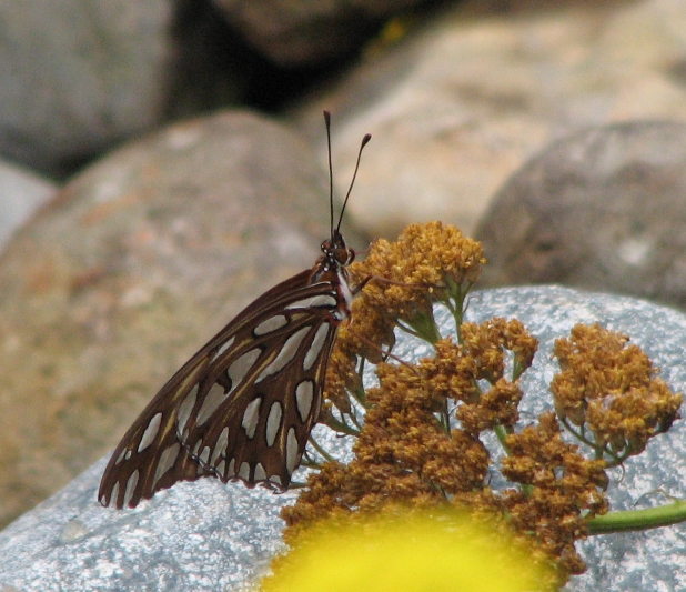 Photo of brown and whitebutterfly
