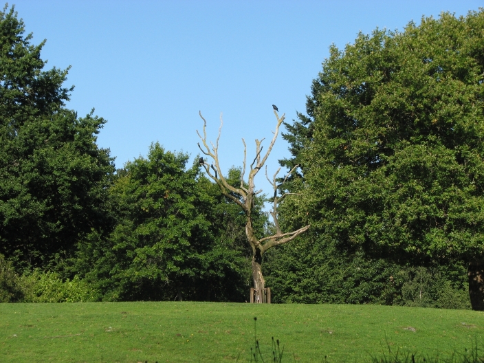 The Crow Tree