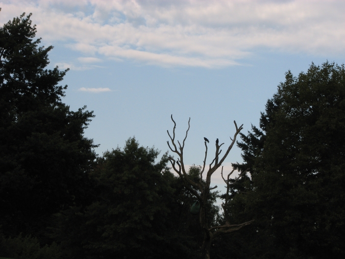 Photo of orange crows