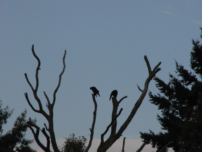 Photo of crows