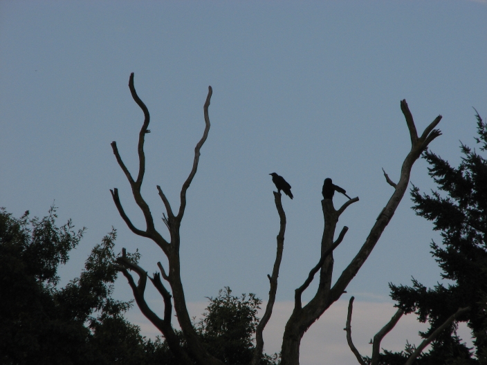 Photo of blue shinny crows