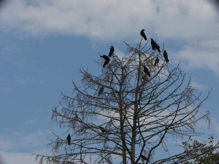 Photo of brown and whitecrows