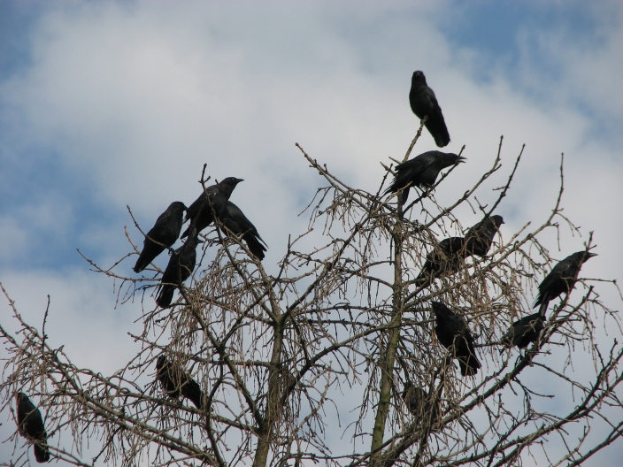 Photo of brown and whitecrows