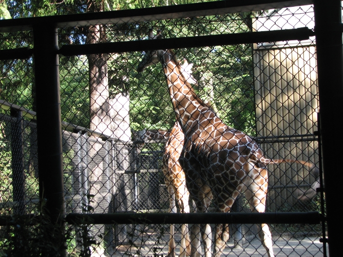 Photo of brown and white Giraffes