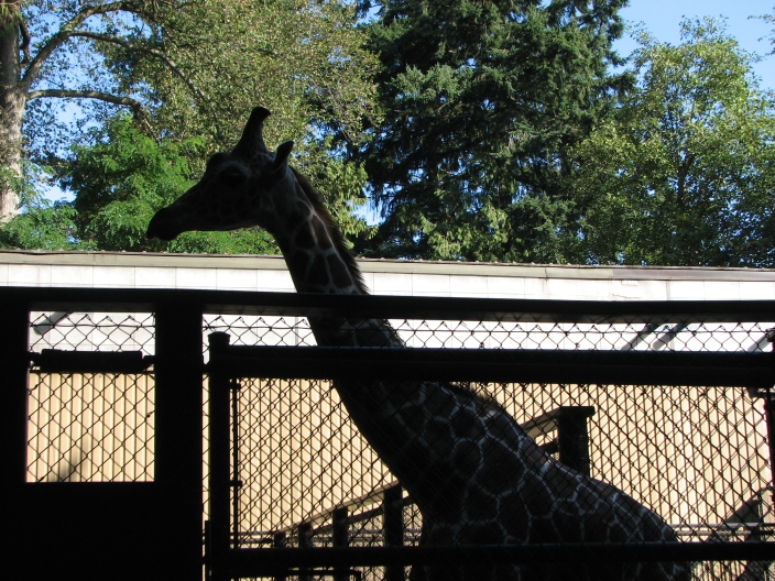 Photo of Giraffes