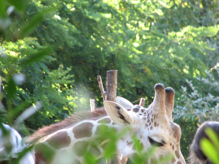 Photo of brown and whiteGiraffes