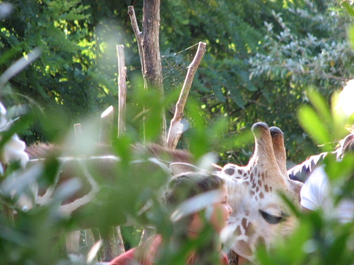 Photo of black with white Giraffes