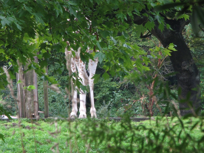 Photo of orange Giraffes