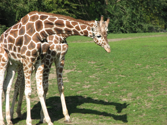 Photo of blue shinny Giraffes