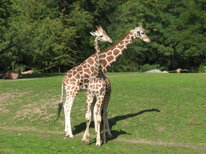 Photo of blue shinny Giraffes