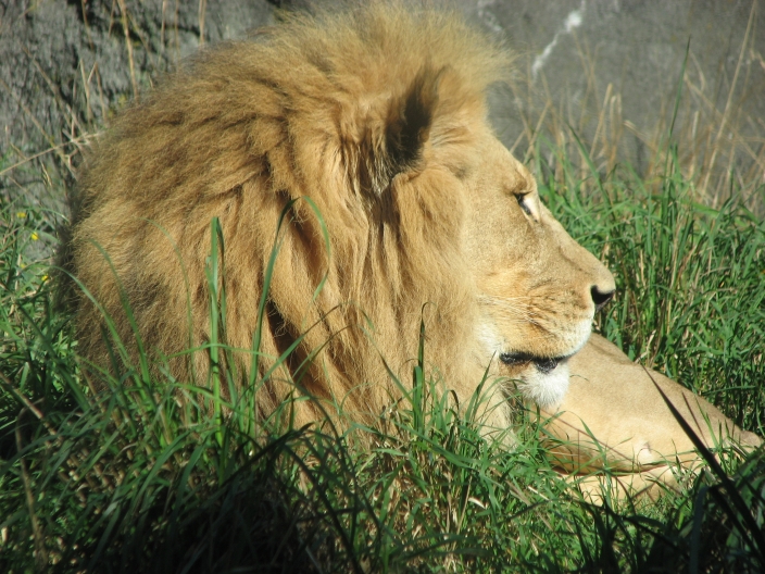 Lion Guard on duty