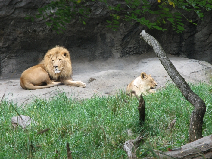 Photo of Lion
