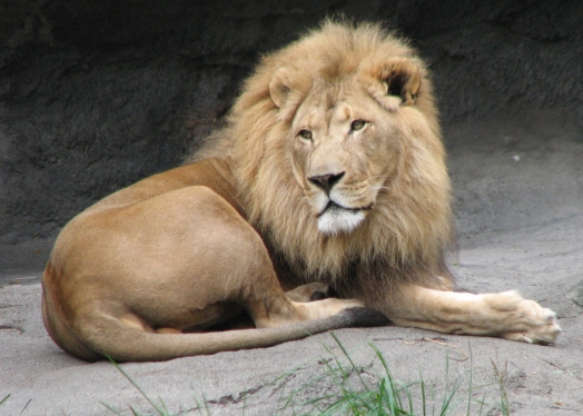 Photo of Lions