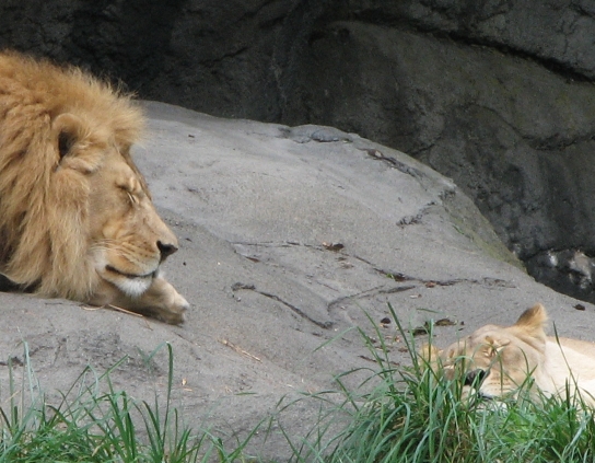 Photo of Lion