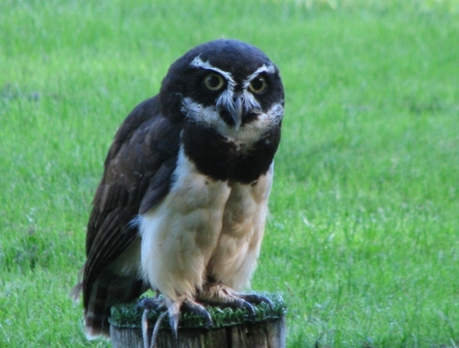 Photo of Spectqacled Owl