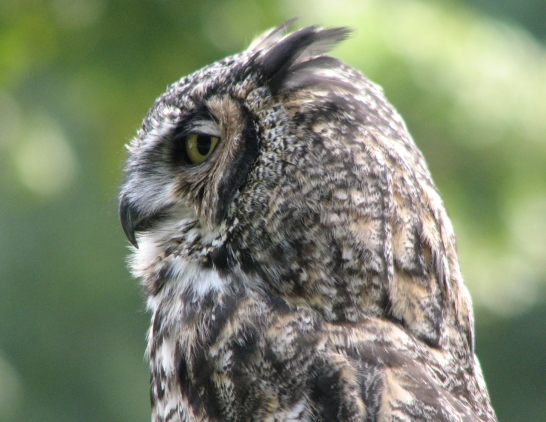 Photo of Great Horned Owl