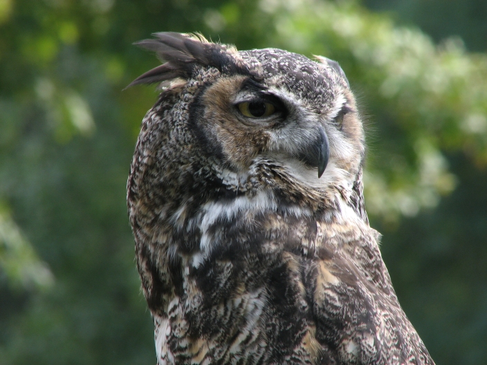Photo of Great Horned Owl