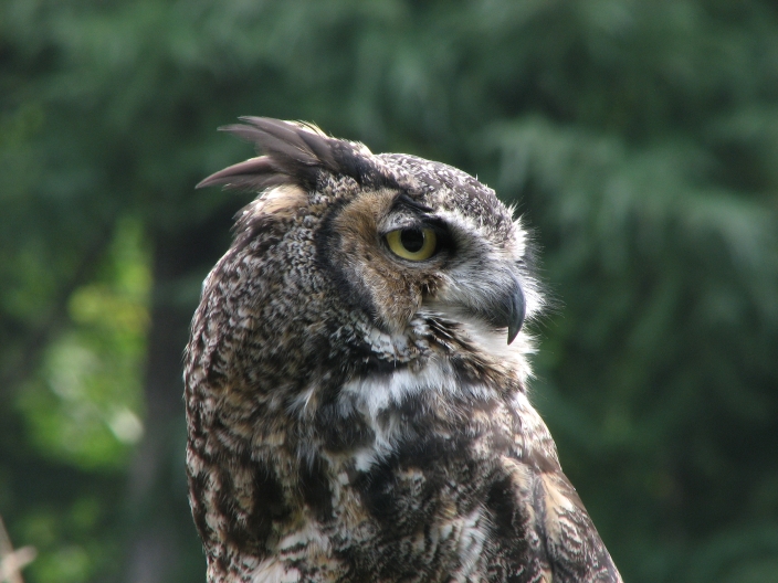 Photo of Great Horned Owl