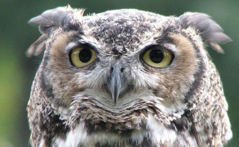 Photo of the Great Horned Owl